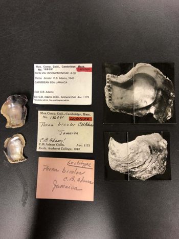 Media type: image; Malacology 186081   Description: preserved specimen;